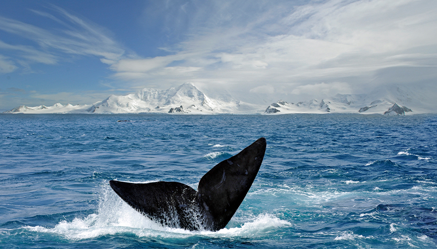 Whale Watching in Antarctica 